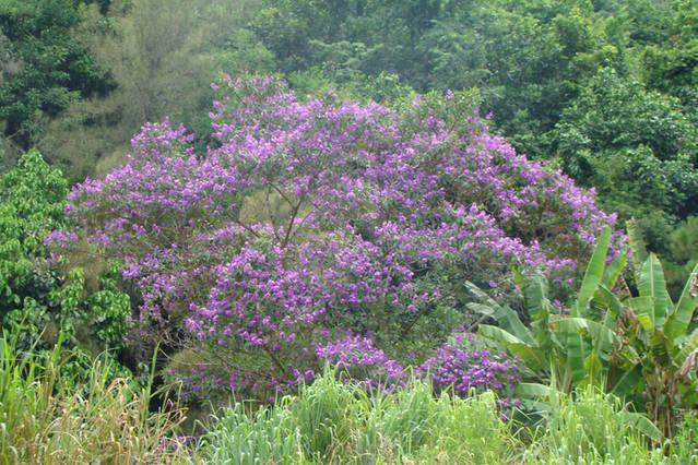 Casa De Campo Dos Sonhos Bed & Breakfast กาโชเอย์รัส เจ มากากู ภายนอก รูปภาพ
